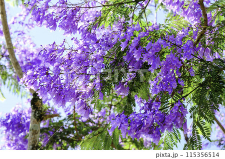 ジャカランタの花2 ジャカランタの花2 115356514