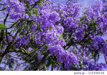 ジャカランタの花3 115356516