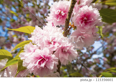 【宮城県】塩竃神社の桜 115356601