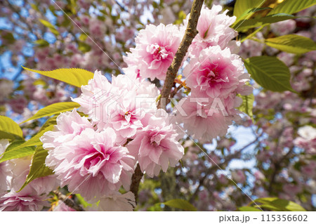 【宮城県】塩竃神社の桜 115356602