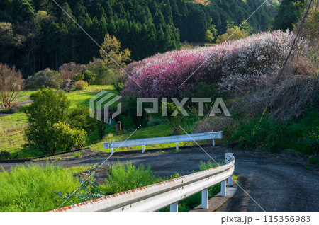 花桃の地　苅野原っぱ 115356983