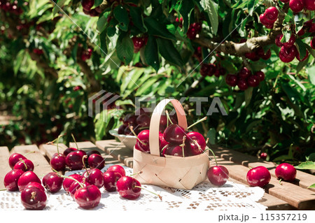 Still life of cherries in wicker basket on table in garden 115357219