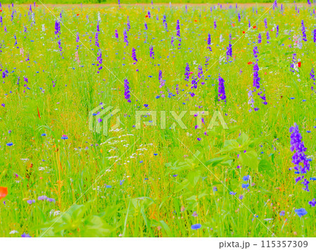 群生するデルフィニウム 115357309