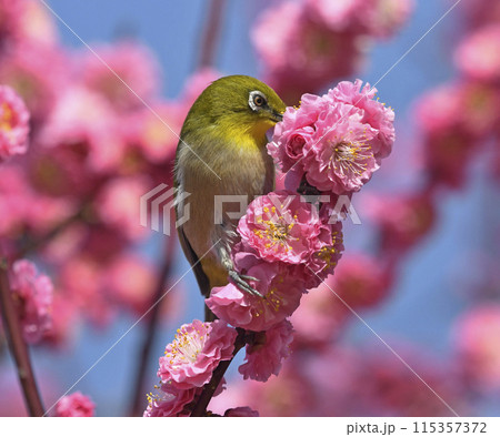 満開の紅梅にメジロさん （ 春イメージ ） 115357372