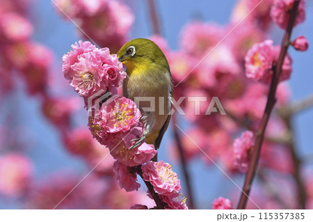 満開の紅梅にメジロさん （ 春イメージ ） 115357385