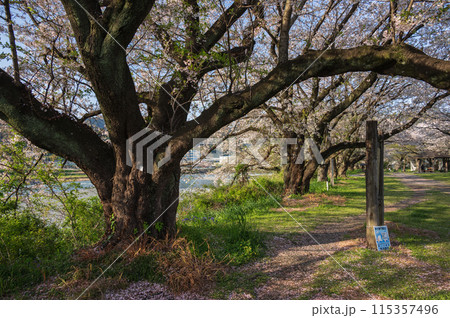 大口広場の桜　日本の春 115357496