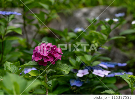 アジサイ アジサイ 115357553