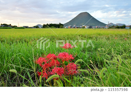 四国香川県丸亀市の彼岸花（曼珠沙華）と讃岐富士（飯野山） 115357598