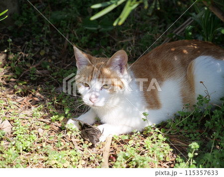 可愛い猫 可愛い猫 115357633