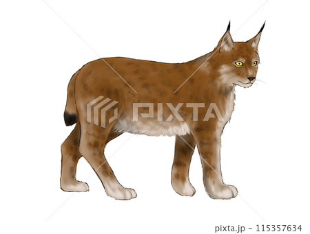 歩くオオヤマネコのイラスト 歩くオオヤマネコのイラスト 115357634