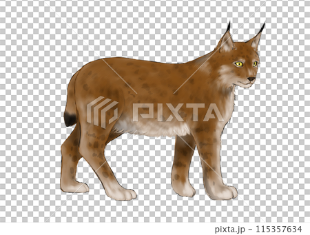 歩くオオヤマネコのイラスト 歩くオオヤマネコのイラスト 115357634