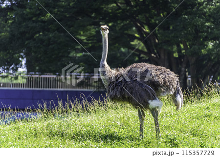 見つめるダチョウ 115357729
