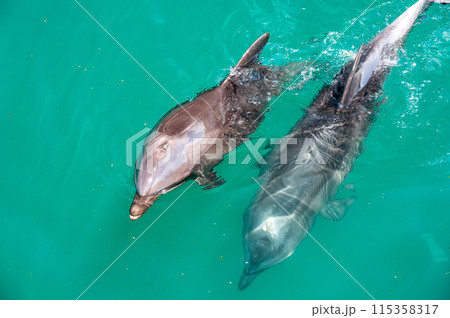 イルカのイメージ画像　キュートなイルカ2頭 115358317