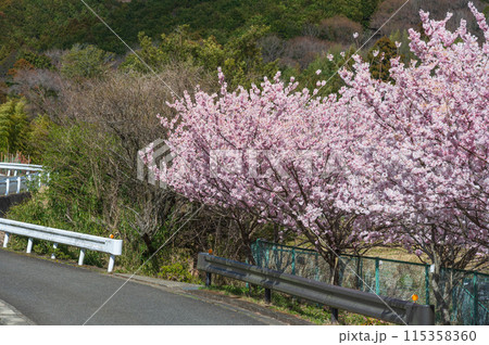 秦野の春めき桜 石庄庵付近に咲く春めき桜 秦野の春めき桜 石庄庵付近に咲く春めき桜 115358360