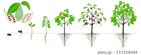 Cycle of growth of asimina triloba the pawpaw plant on a white background. 115358494