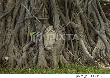 ancient Buddha statue covering by root of bodhi tree in Wat Mahathat travel landmark in Thailand ancient Buddha statue covering by root of bodhi tree in Wat Mahathat travel landmark in Thailand 115358596