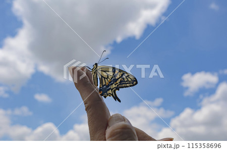 青空に飛び立て！アゲハチョウ 115358696