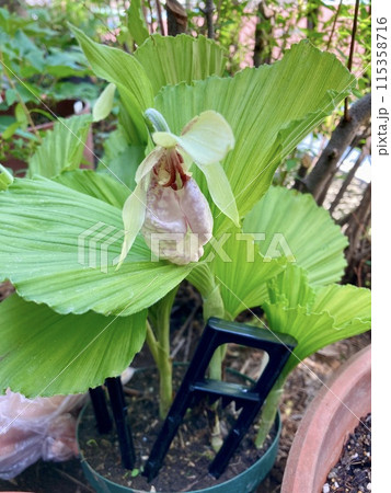 クマガイソウの鉢植え クマガイソウの鉢植え 115358716