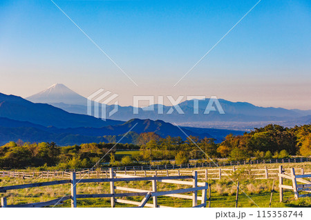 清里高原から望む、早朝の富士山　5月 115358744