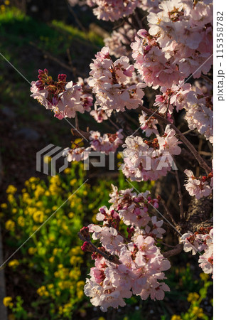 春めき桜と菜の花のコンビ 春めき桜と菜の花のコンビ 115358782