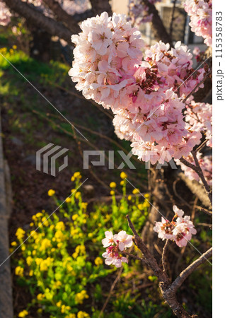 春めき桜と菜の花のコンビ 115358783