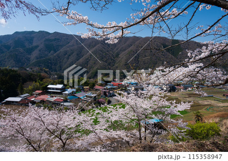 青根村の春景色　サクラが咲く村 115358947