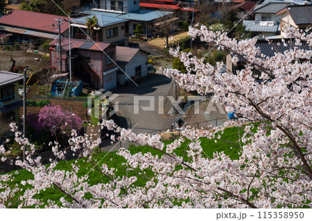 青根村の春景色 サクラが咲く村 青根村の春景色 サクラが咲く村 115358950