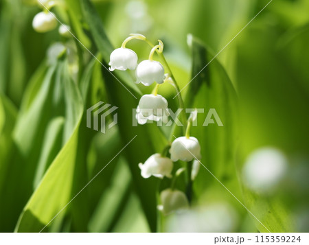 陽射しを受けて輝く鈴蘭 115359224