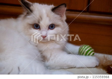 Cute, small Ragdoll cat. 4 months old 115359368