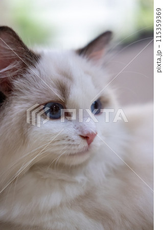 Cute, small Ragdoll cat. 4 months old 115359369