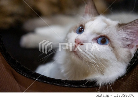 Close-up of Cute, Ragdoll cat. 7 months old 115359370