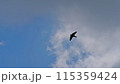 空を飛ぶ鳥 115359424