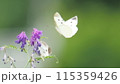紫の花にとまるモンシロチョウ 115359426