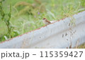 フェンスにとまるスズメ 115359427
