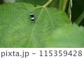 葉に止まるラミーカミキリ 115359428