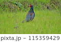 草むらを歩くキジ 115359429