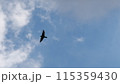 青空を飛ぶ鳥 115359430