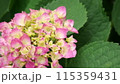 ピンク色に色づきつつあるアジサイ 115359431