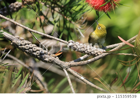 赤いマキバブラシノキの花の蜜を吸うメジロ 赤いマキバブラシノキの花の蜜を吸うメジロ 115359539