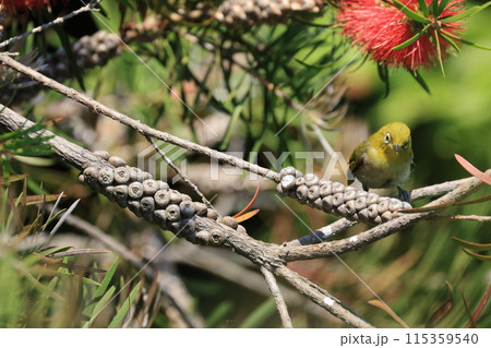 赤いマキバブラシノキの花の蜜を吸うメジロ 赤いマキバブラシノキの花の蜜を吸うメジロ 115359540