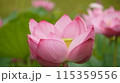 ハスの花、清浄なる花が咲く 115359556