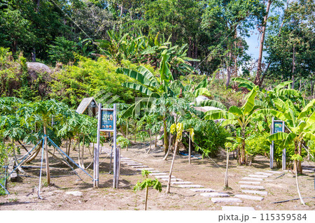 Kalim bay view near Patong, in Phuket, Thailand 115359584