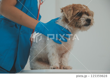 Closeup shot of veterinarian hands checking dog by stethoscope in vet clinic Closeup shot of veterinarian hands checking dog by stethoscope in vet clinic 115359828