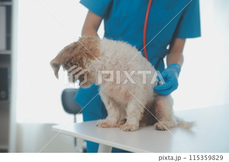 Closeup shot of veterinarian hands checking dog by stethoscope in vet clinic 115359829