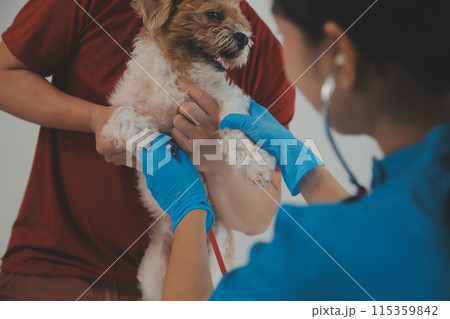 Closeup shot of veterinarian hands checking dog by stethoscope in vet clinic Closeup shot of veterinarian hands checking dog by stethoscope in vet clinic 115359842