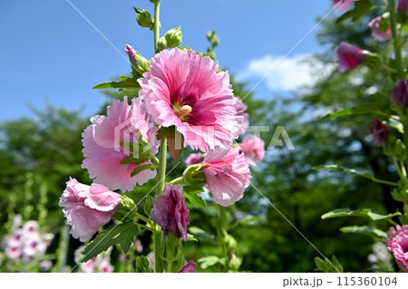 タチアオイ 115360104