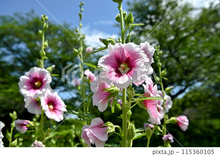 タチアオイ 115360105