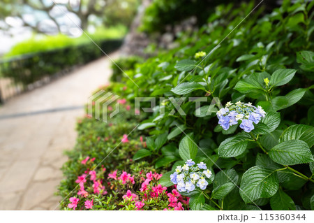 しっとりと咲く紫陽花の花 しっとりと咲く紫陽花の花 115360344