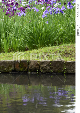 水辺に咲く花ショウブ 水辺に咲く花ショウブ 115360388