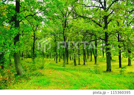 A green oak forest. Summer natural landscape A green oak forest. Summer natural landscape 115360395